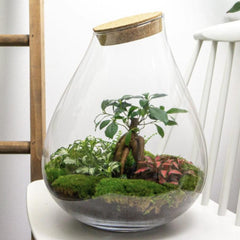 Collection image for: All plant terrariums