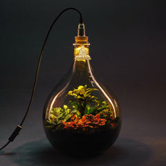 Collection image for: Plant terrarium with light