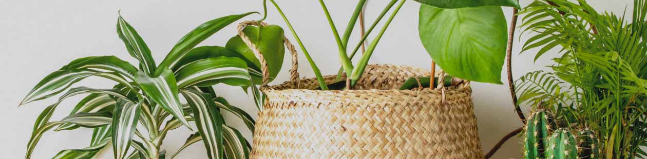 <h2>THE JUNGLE SALE IS COMING 🌴</h2>