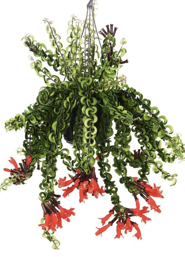 Aeschynanthus Twister Lipstick - ↑ 20-30 cm   - Size Ø 15 cm