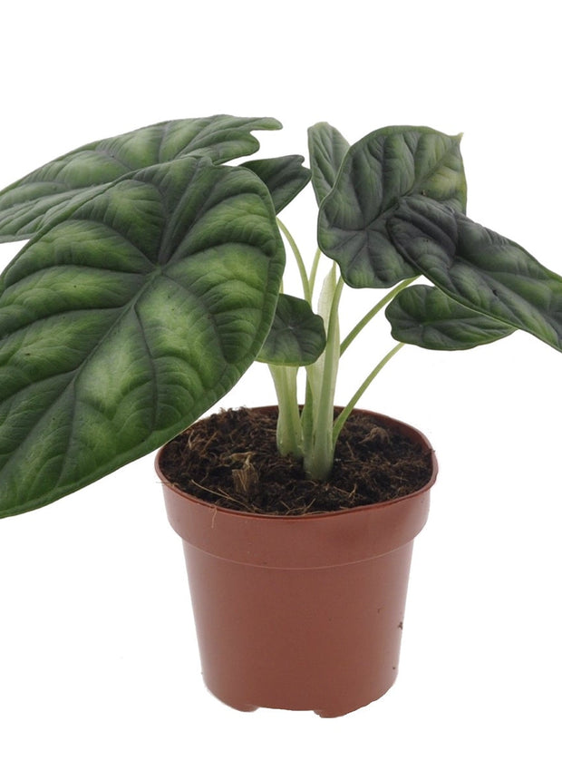Alocasia Dragon Scale - ↑ 25-35 cm - Size Ø 12 cm