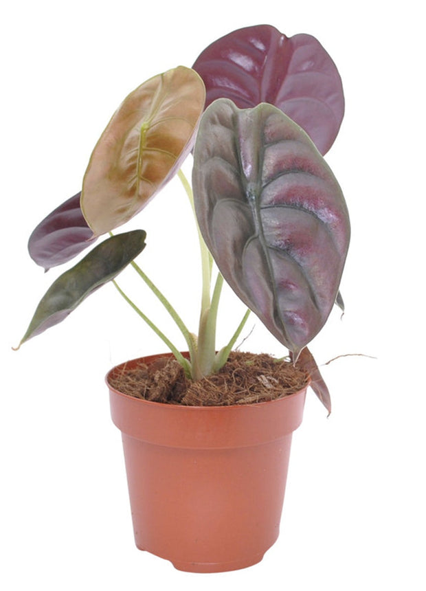 Alocasia Red Secret plant - ↑ 25-35 cm - Size Ø 12 cm
