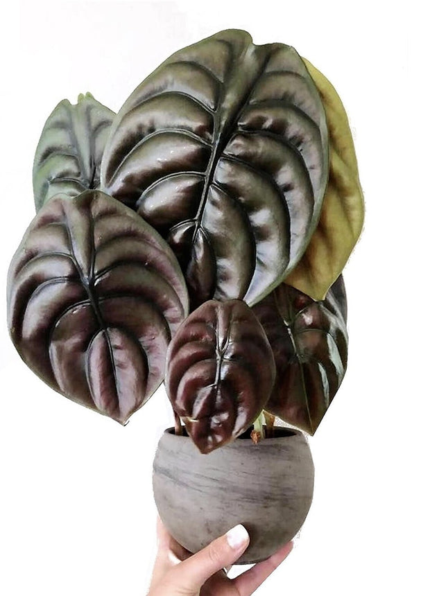 Alocasia Red Secret plant - ↑ 25-35 cm - Size Ø 12 cm