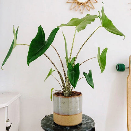 Alocasia Zebrina - ↑ 60-70 cm - Size Ø 17 cm