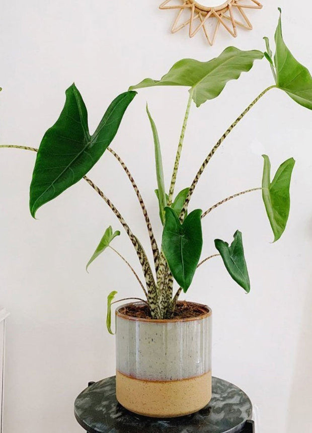 Alocasia Zebrina - ↑ 60-70 cm - Size Ø 17 cm