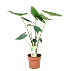 Alocasia Zebrina - ↑ 60-70 cm - Size Ø 17 cm