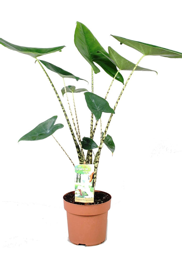 Alocasia Zebrina - ↑ 60-70 cm - Size Ø 17 cm