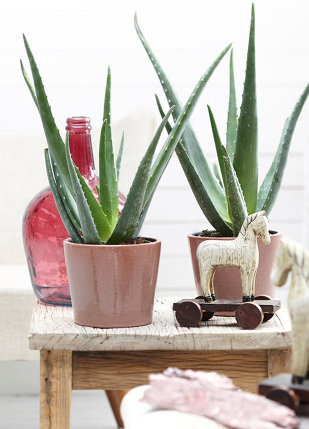 Aloë Vera plants - Set of 3 - ↑ 20 - 30 cm  - Size Ø 10,5 cm