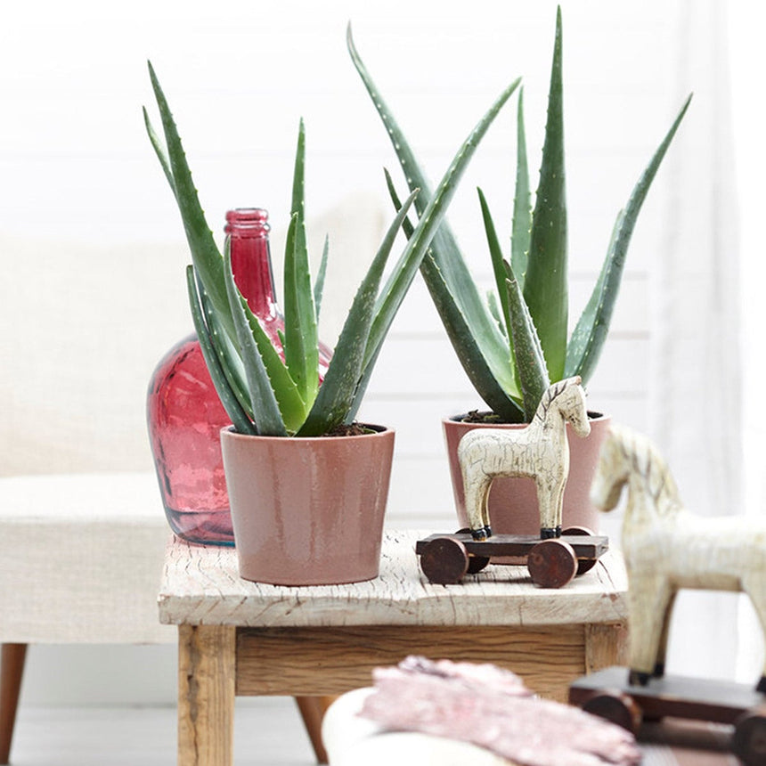 Aloë Vera plants - Set of 3 - ↑ 20 - 30 cm  - Size Ø 10,5 cm