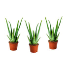 Aloë Vera plants - Set of 3 - ↑ 20 - 30 cm  - Size Ø 10,5 cm