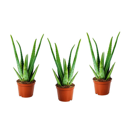 Aloë Vera plants - Set of 3 - ↑ 20 - 30 cm  - Size Ø 10,5 cm