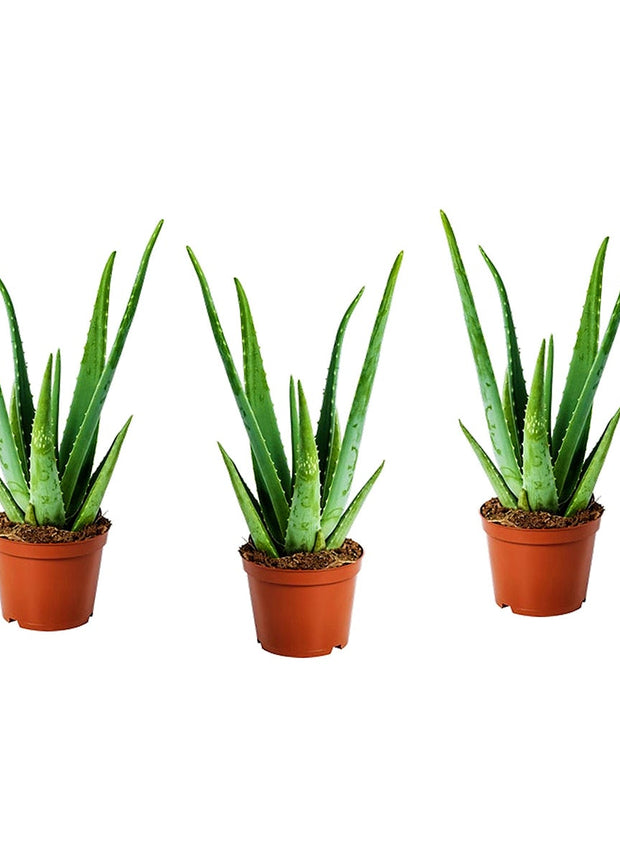 Aloë Vera plants - Set of 3 - ↑ 20 - 30 cm  - Size Ø 10,5 cm