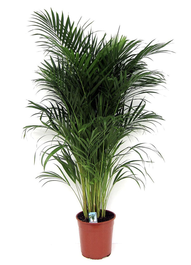 Areca Dypsis Lutescens - ↑ 100-120 cm - Size Ø 21 cm
