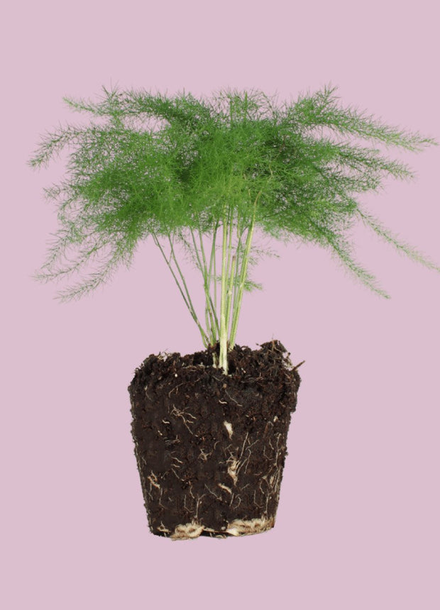 Sierasperge - Asparagus Setaceus