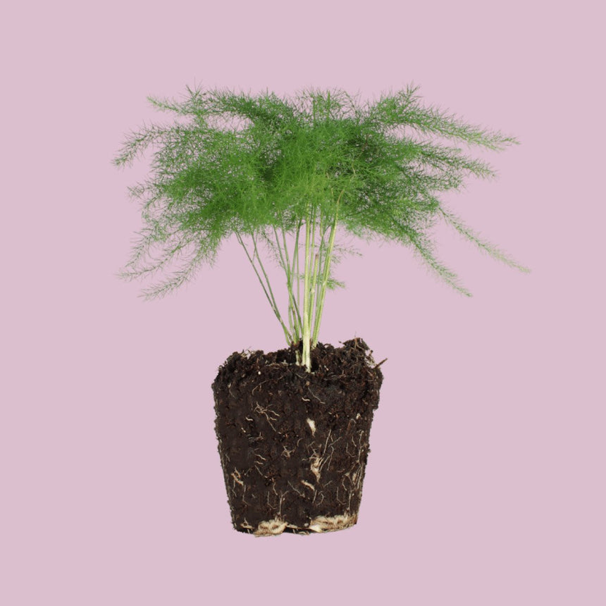 Sierasperge - Asparagus Setaceus