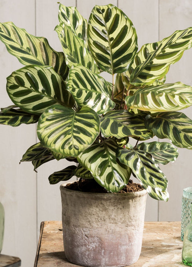 Calathea Makoyana - ↑ 40-50 cm  - Size Ø 21 cm