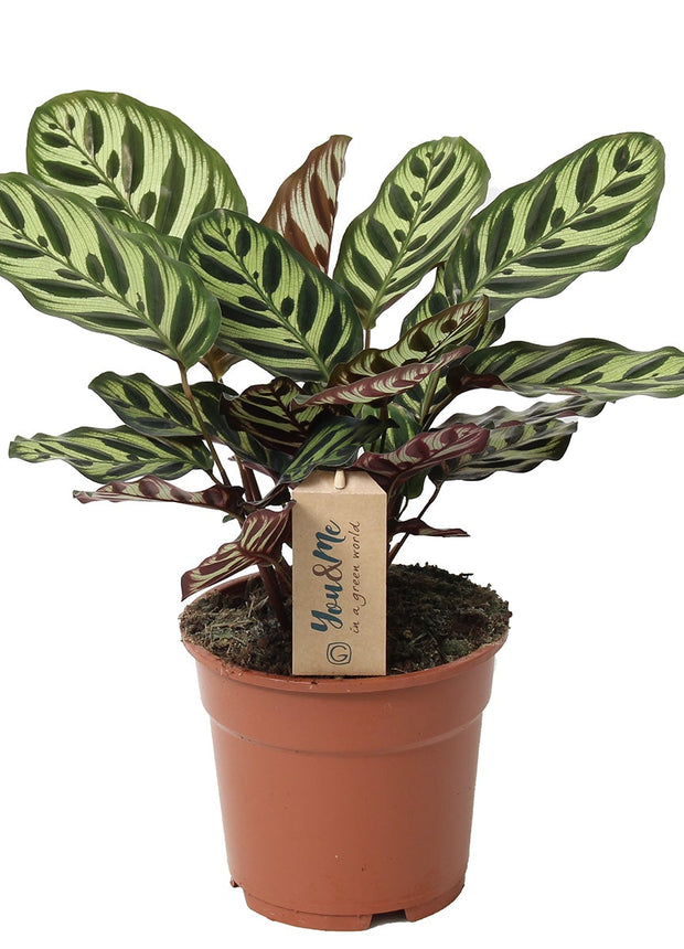 Calathea Makoyana - ↑ 40-50 cm  - Size Ø 21 cm