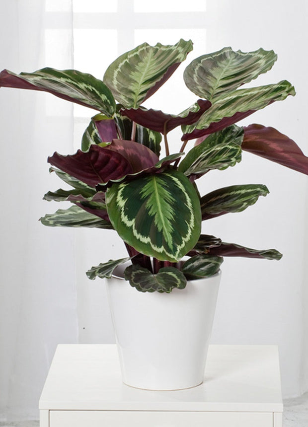 Calathea 'Marion' XL - ↑ 50-60 cm  - Size Ø 21 cm
