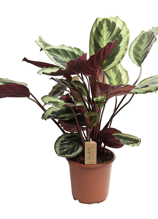 Calathea 'Marion' XL - ↑ 50-60 cm  - Size Ø 21 cm