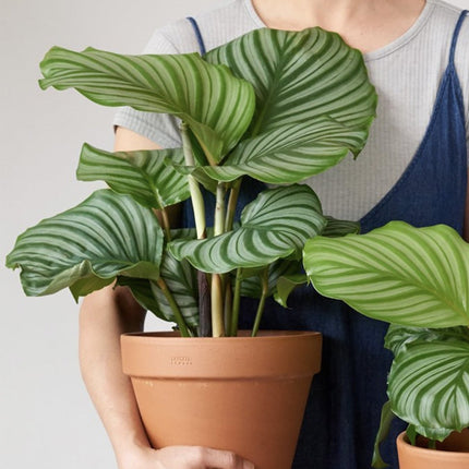 Calathea Orbifolia  - ↑ 50-60 cm  - Size Ø 21 cm