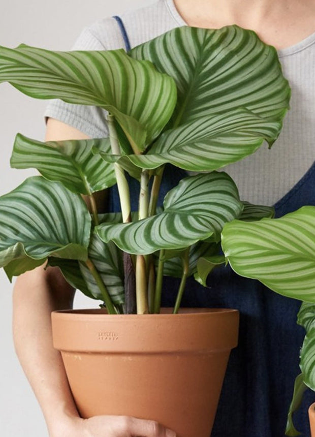 Calathea Orbifolia  - ↑ 50-60 cm  - Size Ø 21 cm