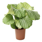 Calathea Orbifolia  - ↑ 50-60 cm  - Size Ø 21 cm