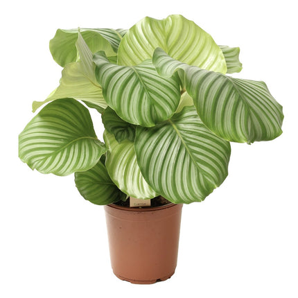 Calathea Orbifolia  - ↑ 50-60 cm  - Size Ø 21 cm