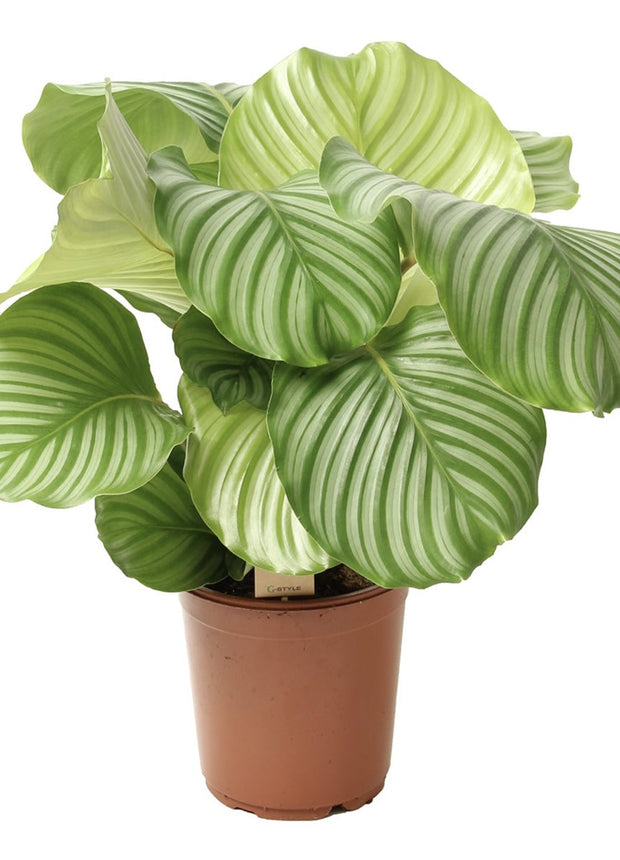 Calathea Orbifolia  - ↑ 50-60 cm  - Size Ø 21 cm