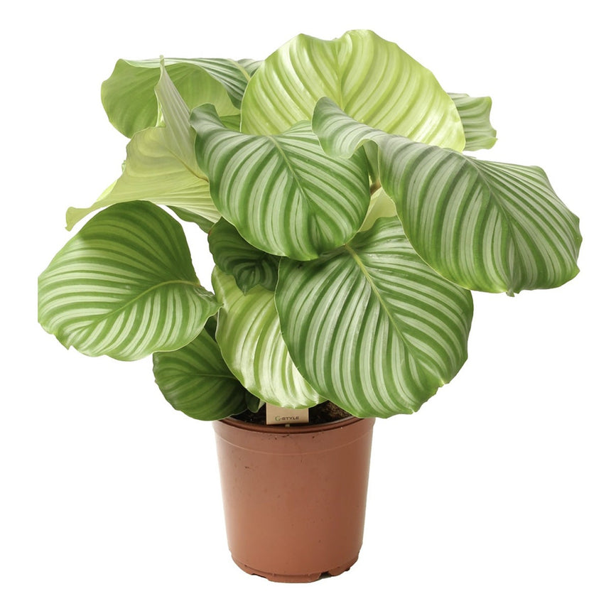 Calathea Orbifolia  - ↑ 50-60 cm  - Size Ø 21 cm