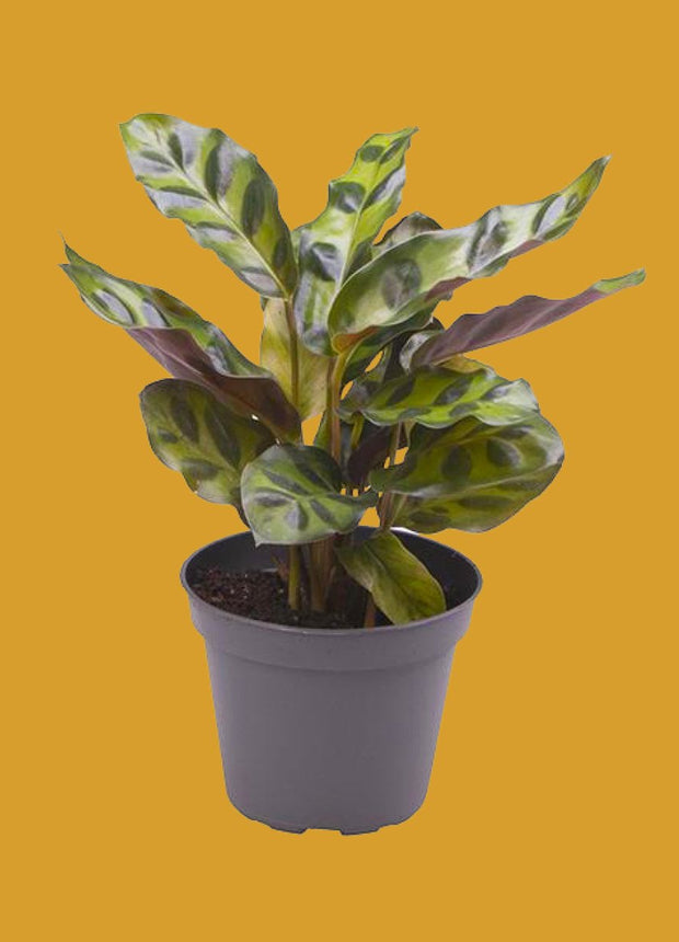 Calathea Lancifolia (baby)
