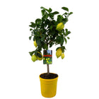 Citrus Limon tree - ↑ 60-70 cm - Size Ø 19 cm