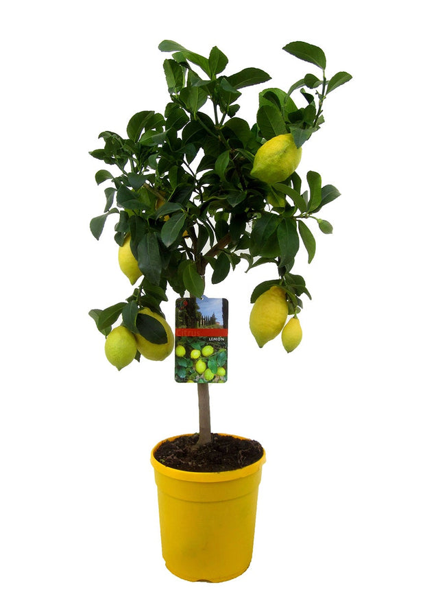 Citrus Limon tree - ↑ 60-70 cm - Size Ø 19 cm