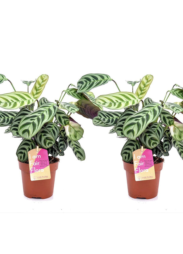 Ctenanthe - Set of 2 - ↑ 25-40 cm  - size Ø 12 cm