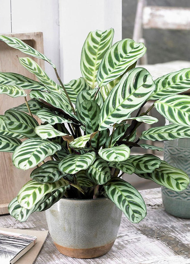 Ctenanthe - Set of 2 - ↑ 25-40 cm  - size Ø 12 cm
