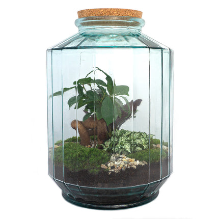 Terrarium DIY Kit • Botanical Garden XL • Ecosystem with plants • ↑ 35 cm