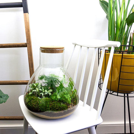 Terrarium DIY Kit • Sam XL • Ecosystem with plants • ↑ 35 cm