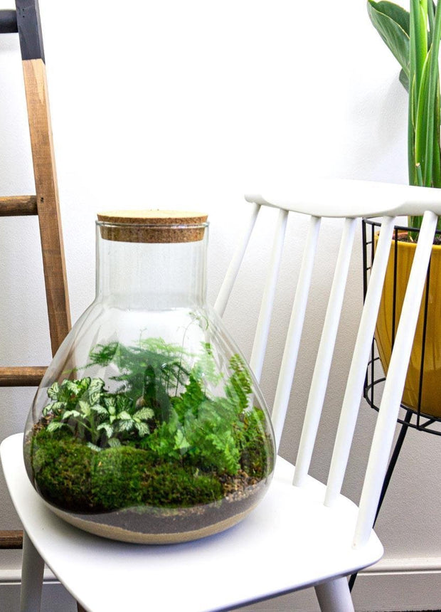 Terrarium DIY Kit • Sam XL • Ecosystem with plants • ↑ 35 cm
