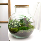 DIY terrarium kit - Teddy 