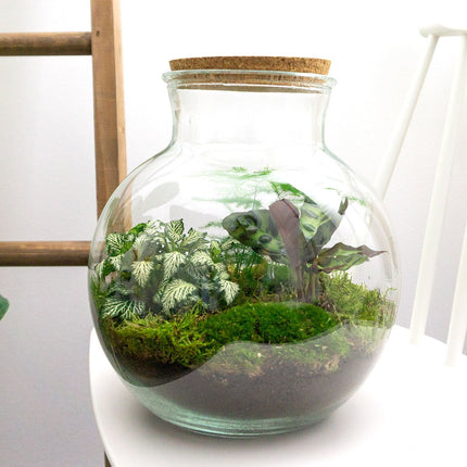 DIY terrarium kit - Teddy 