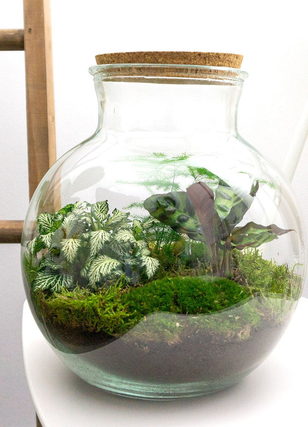 DIY terrarium kit - Teddy 
