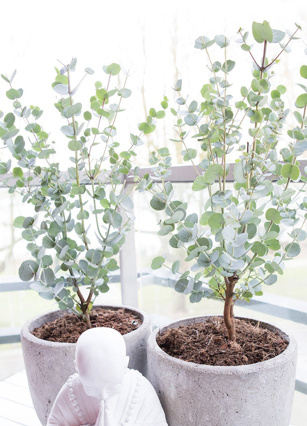 Eucalyptus - ↑ 45 - 55 cm  - Size Ø 17 cm