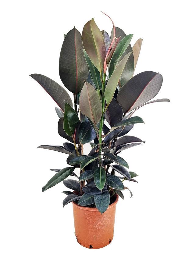 Ficus Elastica ‘Abidjan’ XL - ↑ 80-100 cm  - Size Ø 24 cm