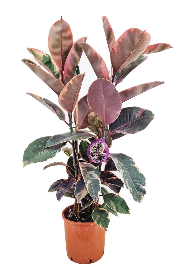 Ficus Elastica Belize XL - ↑ 80-100 cm  - Size Ø 24 cm