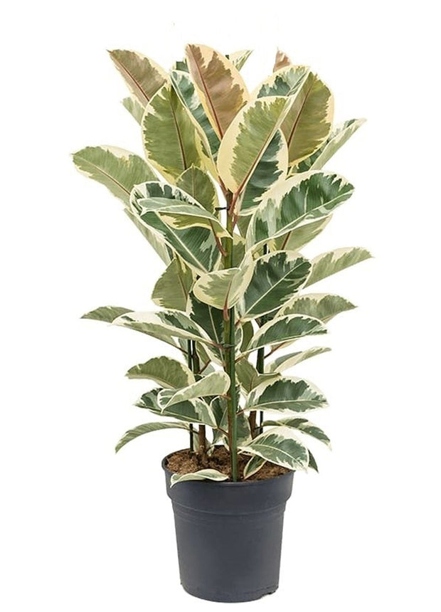 Ficus Elastica Tineke XL - ↑ 80-100 cm  - Size Ø 24 cm