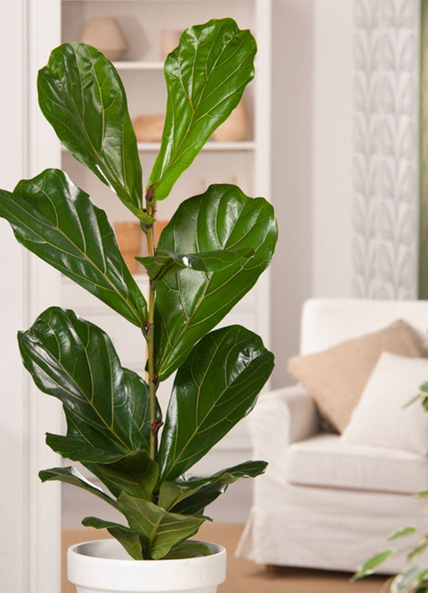 Ficus Lyrata - ↑ 90-110 cm - Size Ø 21 cm