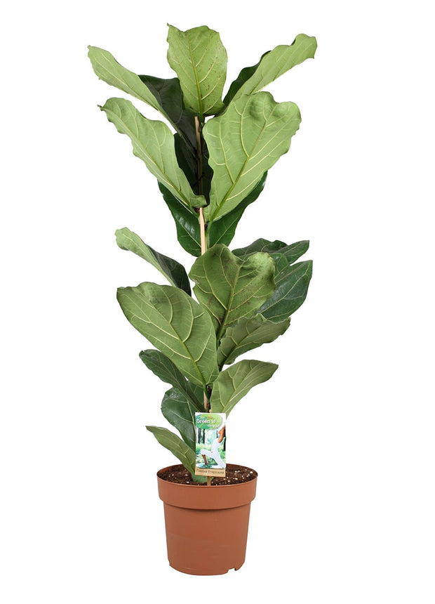 Ficus Lyrata - ↑ 90-110 cm - Size Ø 21 cm