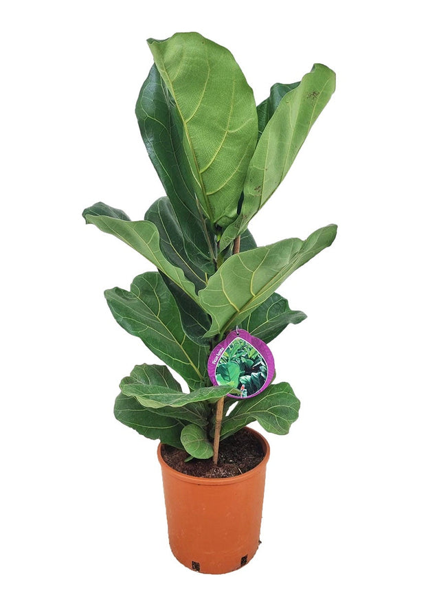 Ficus Lyrata - Vioolplant  - ↑ 70-80 cm  - Size Ø 19 cm