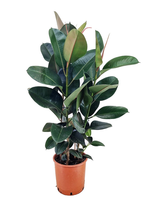 Ficus Elastica 'Robusta' XL - ↑ 80-100 cm  - Size Ø 24 cm