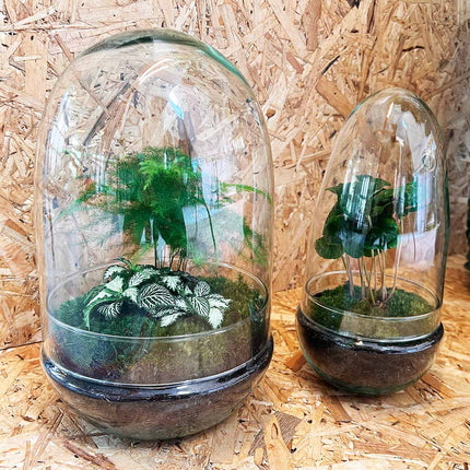 Terrarium DIY Kit • Egg Coffea Arabica • Ecosystem in Glass egg • ↑ 25 cm