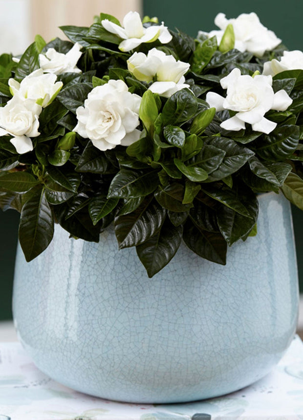 Gardenia Jasminoides (Cape Jasmine) - Set of 2  - ↑ 25-40 cm - Size Ø 13 cm